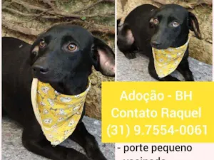 Cachorro raça SRD idade 1 ano nome Pretinha 