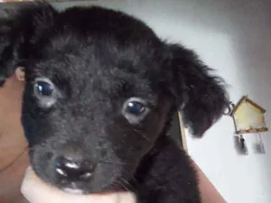 Cachorro raça Srd idade Abaixo de 2 meses nome Sem nome