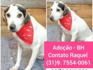 Cachorro raça SRD idade 3 anos nome Pipoca