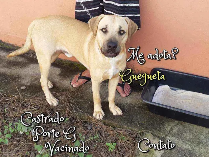 Cachorro raça SRD idade 1 ano nome Guegueta