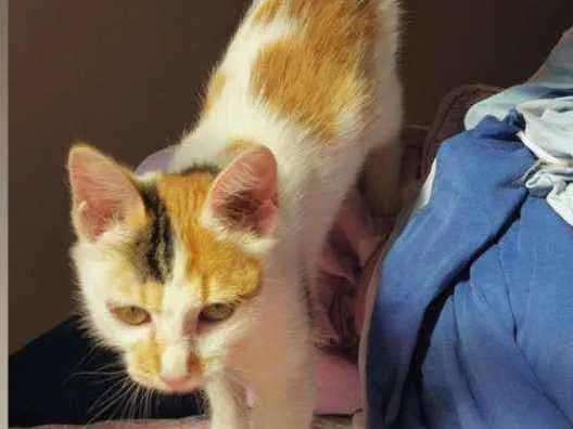 Gato ra a Vira lata idade Abaixo de 2 meses nome Mia