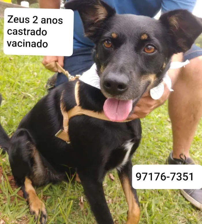 Cachorro ra a SRD idade 2 anos nome Zeus