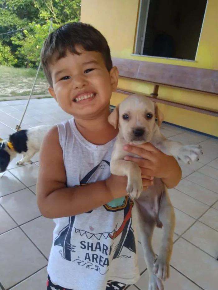Cachorro ra a SRD idade 2 a 6 meses nome Branca