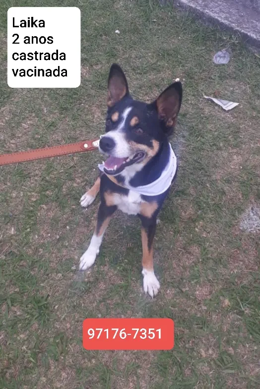 Cachorro ra a SRD idade 2 anos nome Laika