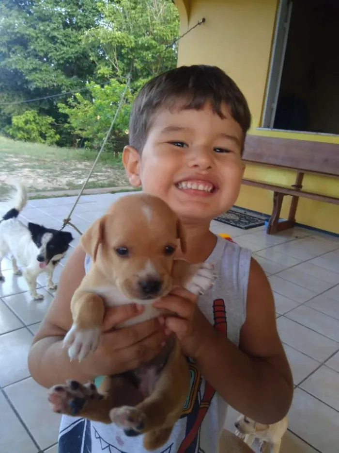 Cachorro ra a SRD idade 2 a 6 meses nome Raspa