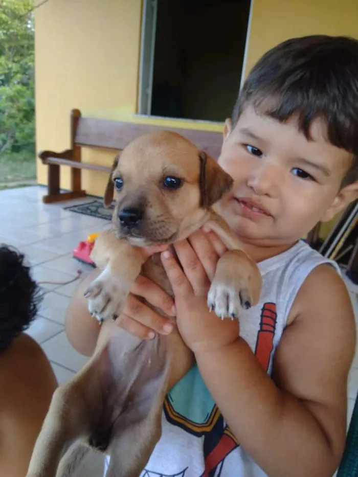 Cachorro ra a SRD idade 2 a 6 meses nome Amora