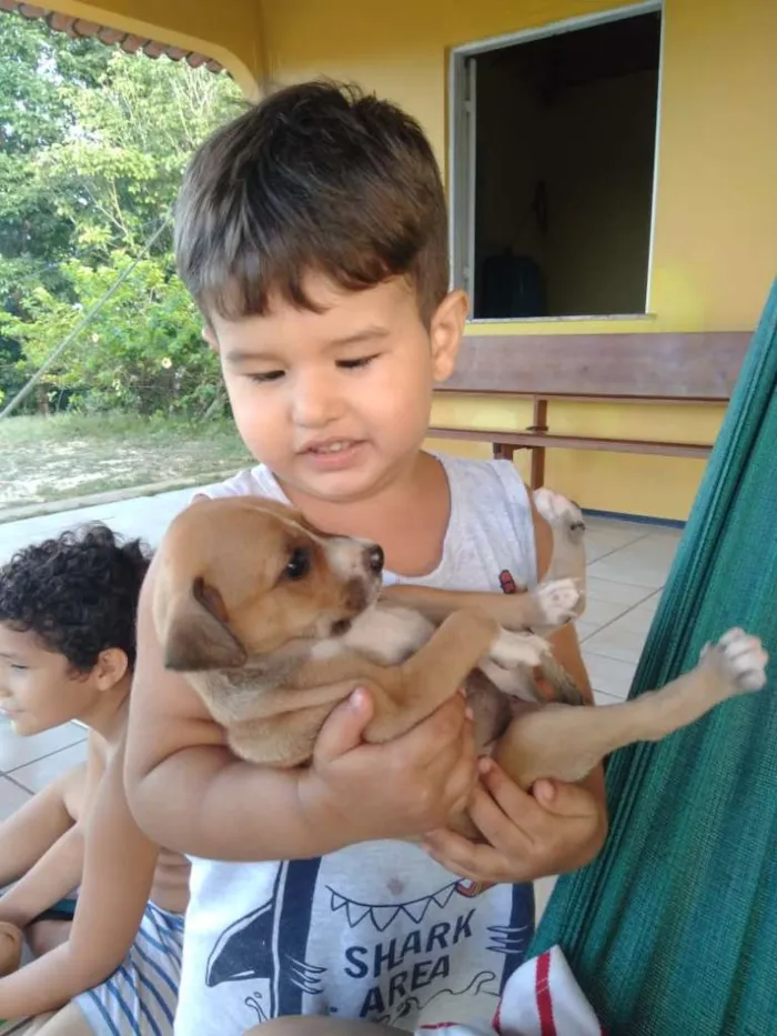 Cachorro ra a SRD idade 2 a 6 meses nome Vaquinha