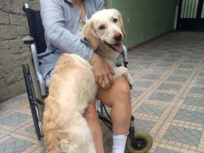 Cachorro ra a SRD idade 7 a 11 meses nome Lorenzo