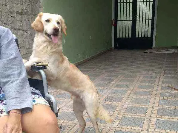 Cachorro ra a SRD idade 7 a 11 meses nome Lorenzo