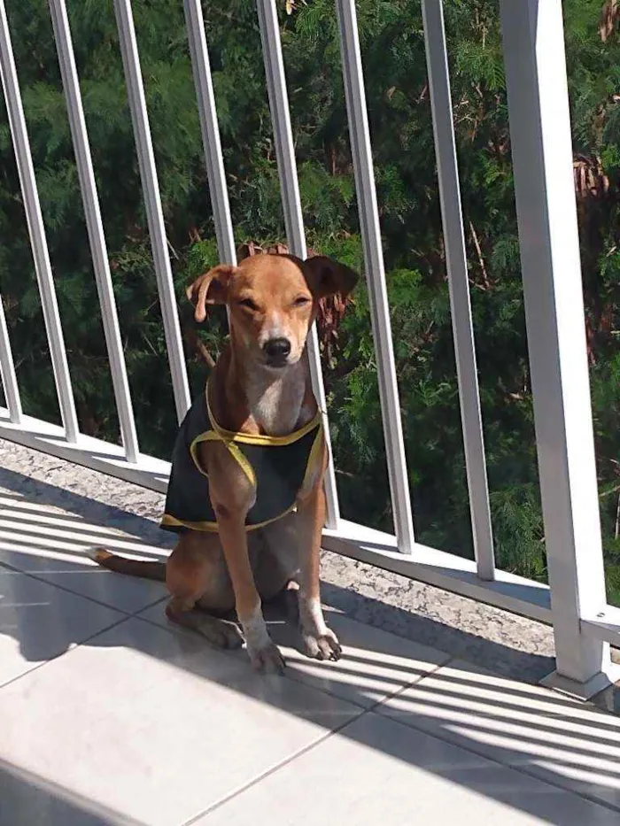 Cachorro raça Vira lata idade 1 ano nome Elizabeth