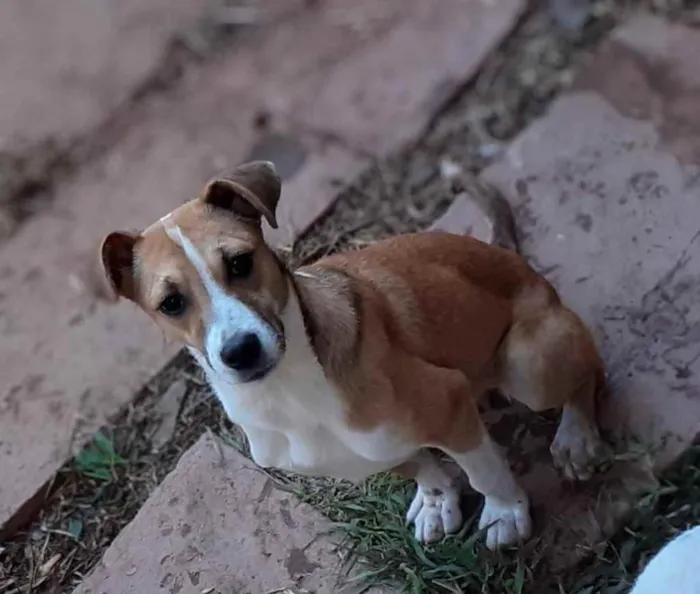 Cachorro ra a Srd idade  nome Salsa