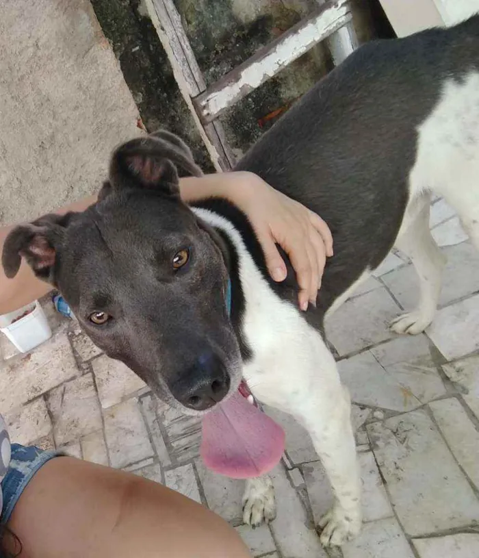 Cachorro ra a SRD idade 1 ano nome Bob