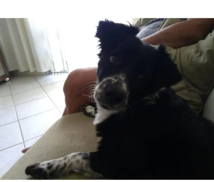 Cachorro ra a mix idade  nome Barby