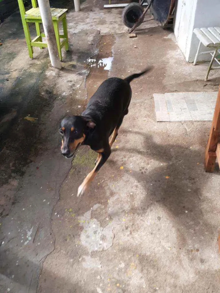 Cachorro ra a Raciada com doberma  idade 2 anos nome Neguinha 