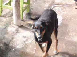 Cachorro ra a Raciada com doberma  idade 2 anos nome Neguinha 