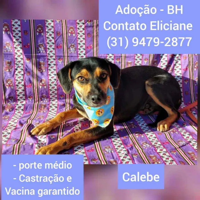 Cachorro raça SRD idade  nome Calebe 