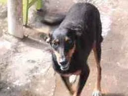 Cachorro raça Raciada com doberma  idade 2 anos nome Neguinha 