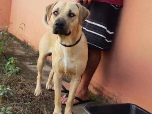 Cachorro raça SRD idade 1 ano nome Guegueta