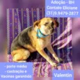 Valentin
