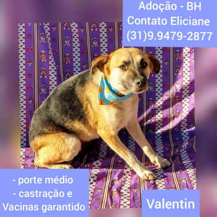 Cachorro raça SRD idade  nome Valentin
