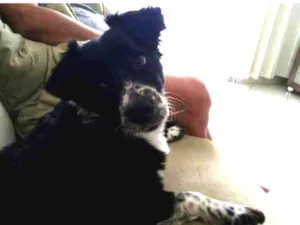 Cachorro raça mix idade  nome Barby