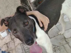 Cachorro raça SRD idade 1 ano nome Bob