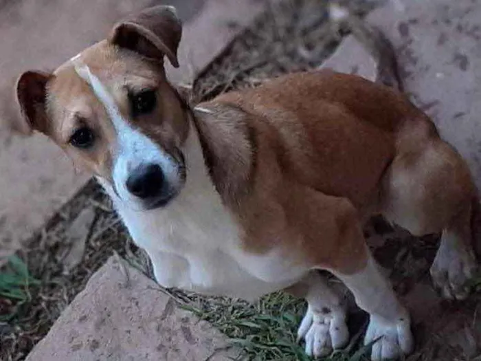 Cachorro ra a Srd idade  nome Salsa