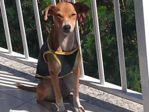 Cachorro raça Vira lata idade 1 ano nome Elizabeth
