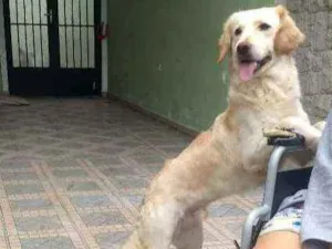 Cachorro raça SRD idade 7 a 11 meses nome Lorenzo