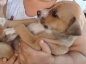 Cachorro raça SRD idade 2 a 6 meses nome Vaquinha