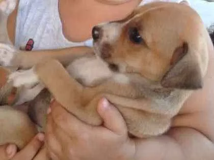 Cachorro ra a SRD idade 2 a 6 meses nome Vaquinha