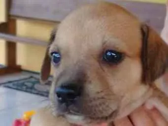 Cachorro ra a SRD idade 2 a 6 meses nome Amora