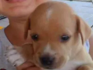 Cachorro raça SRD idade 2 a 6 meses nome Raspa