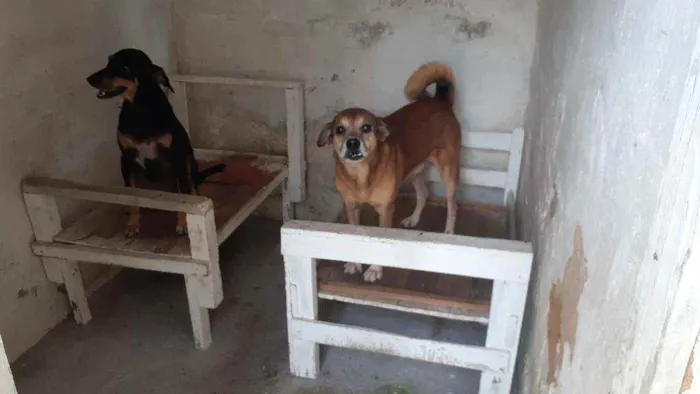 Cachorro ra a Vira-lata  idade 6 ou mais anos nome White