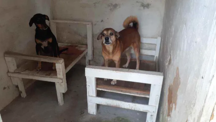 Cachorro ra a Vira-lata  idade 6 ou mais anos nome White