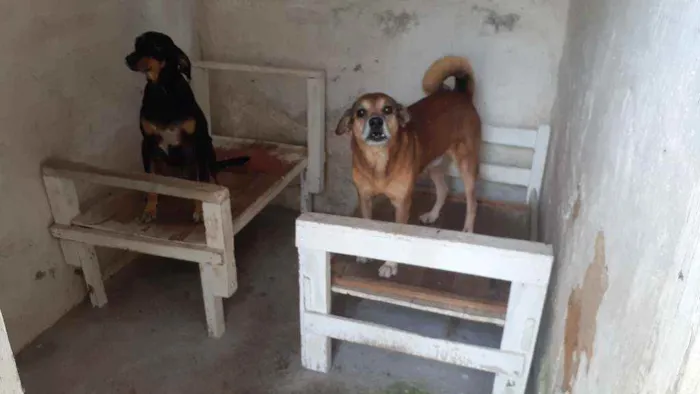 Cachorro ra a Vira-lata  idade 6 ou mais anos nome White