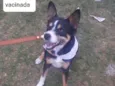 Laika