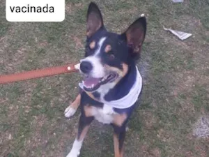 Cachorro raça SRD idade 2 anos nome Laika