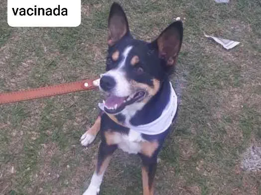 Cachorro ra a SRD idade 2 anos nome Laika