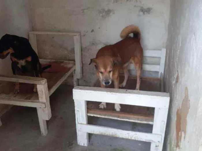 Cachorro ra a Vira-lata  idade 6 ou mais anos nome White