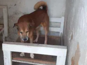 Cachorro raça Vira-lata  idade 6 ou mais anos nome White