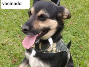 Cachorro raça SRD idade 1 ano nome Balu