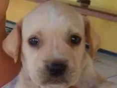 Cachorro raça SRD idade 2 a 6 meses nome Branca