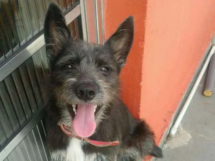 Cachorro ra a Vira-Lata idade 6 ou mais anos nome Tobby