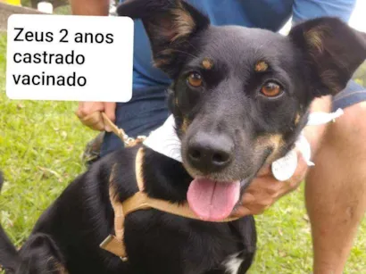 Cachorro raça SRD idade 2 anos nome Zeus