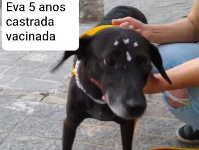 Cachorro raça SRD idade 5 anos nome Eva