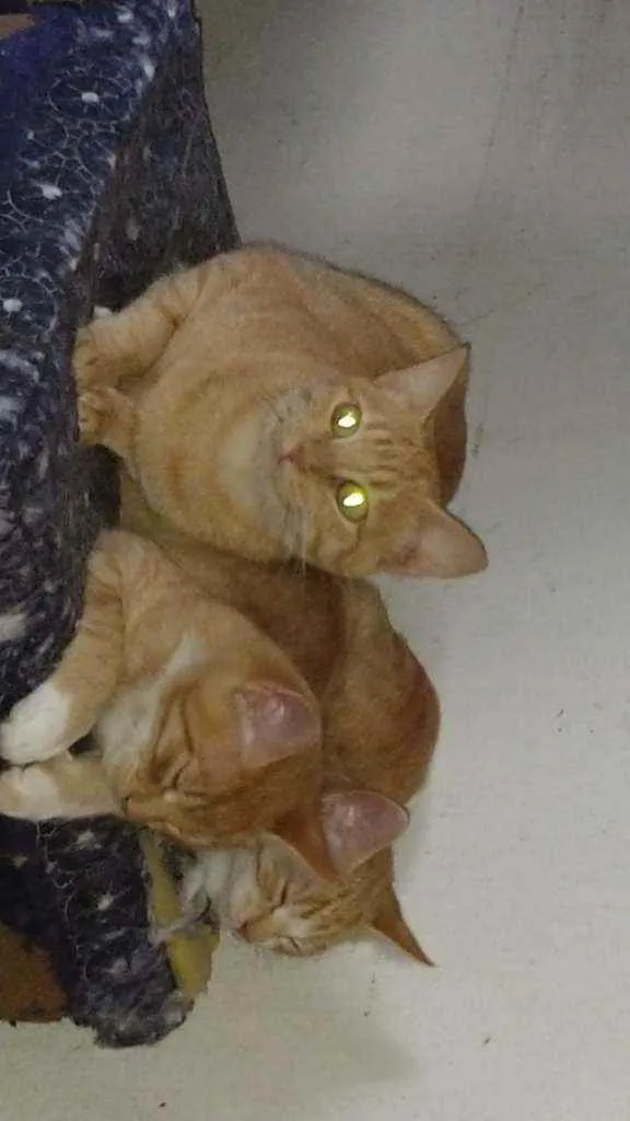 Gato ra a Felino idade 2 a 6 meses nome Os ferrugens