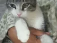 Tigrinho