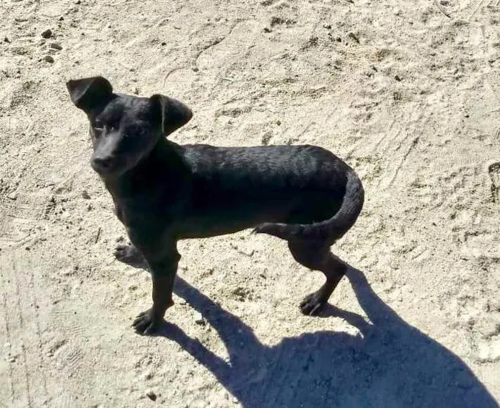 Cachorro ra a  idade 7 a 11 meses nome Não sei 