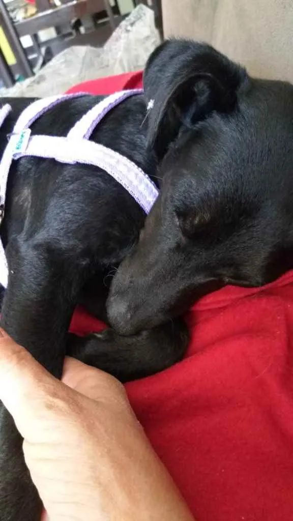 Cachorro ra a  idade 7 a 11 meses nome Não sei 
